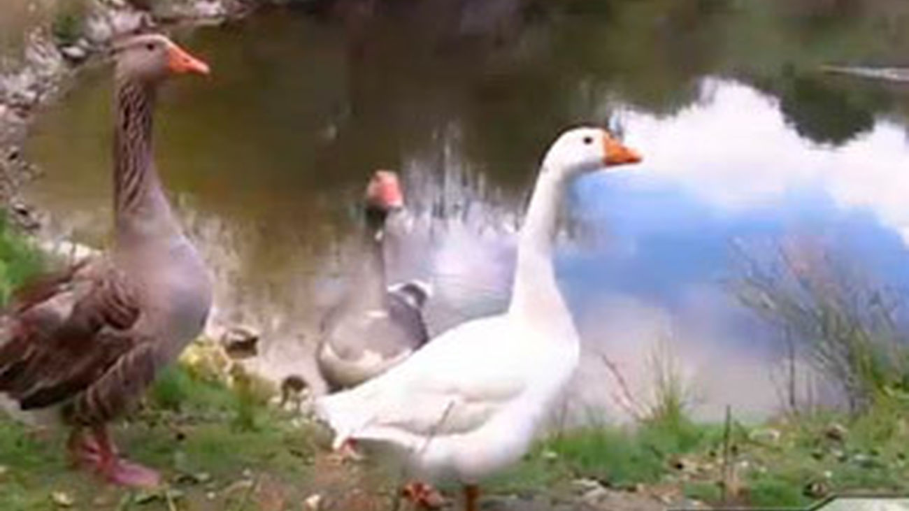 Valdemaqueda, Robledo y Navas: Un centro de fauna salvaje