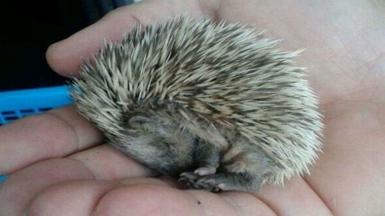La Policía Municipal recupera un bebé de erizo