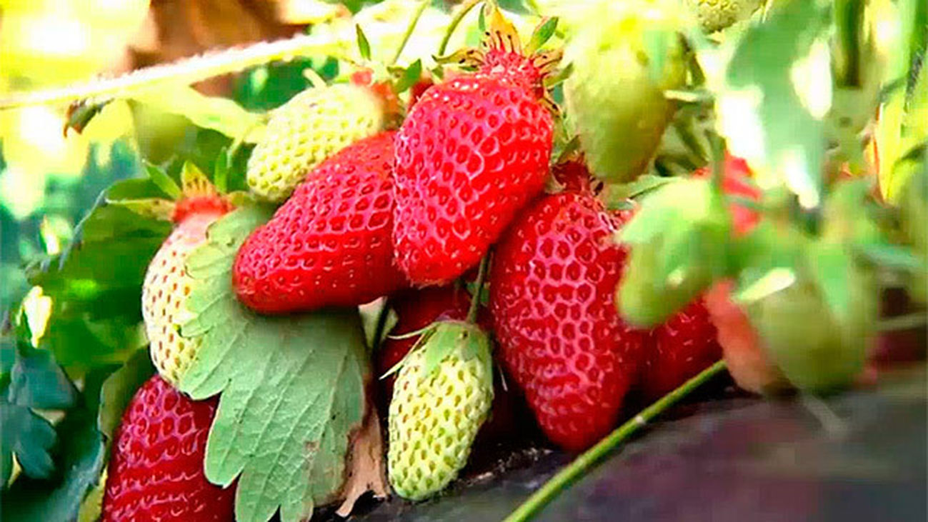 Aranjuez: El delicado fresón de Aranjuez