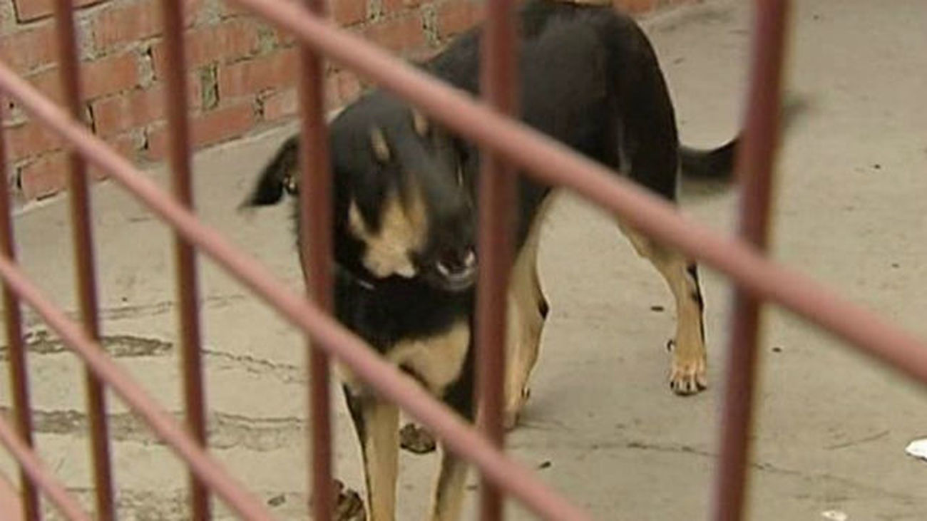 Una mujer muere de rabia en Madrid tras ser mordida por un perro