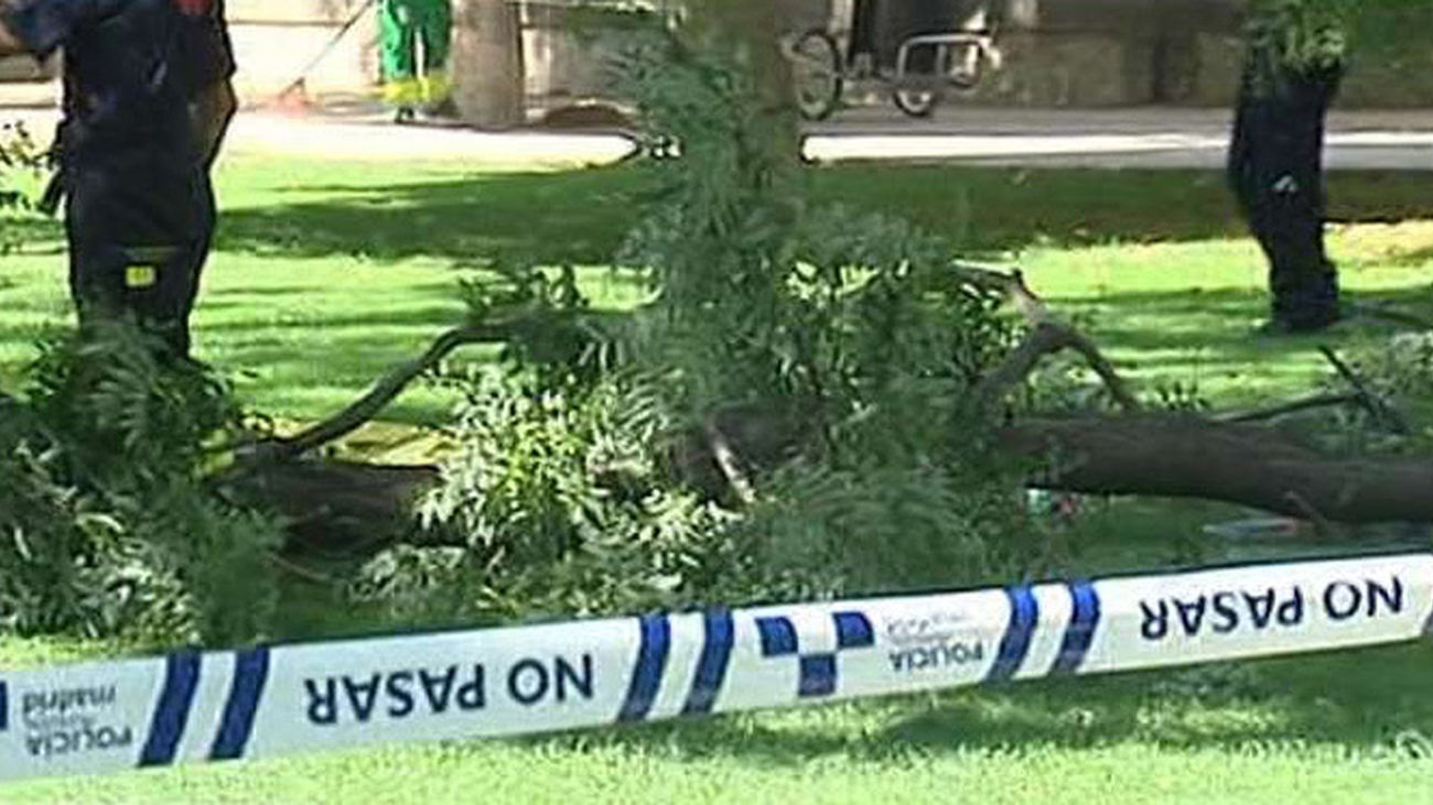 El árbol del Retiro que causó la muerte de una persona está sano