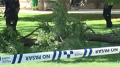 El árbol del Retiro que causó la muerte de una persona está sano