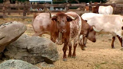 La carne de la felicidad