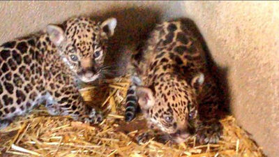 'Baby Boom' en el Safari  Madrid en los últimos meses