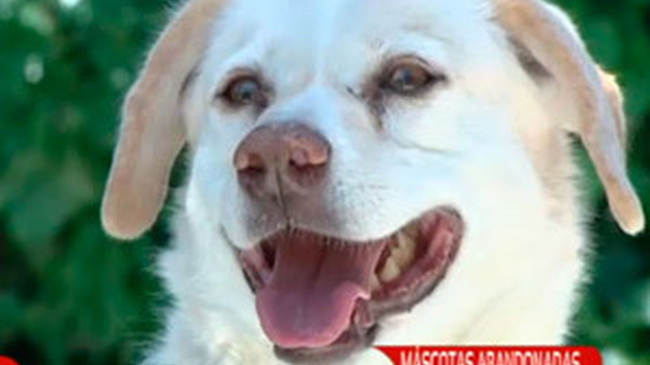 ¡No compres, adopta!