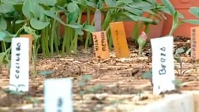 De nuestra huerta a la mesa