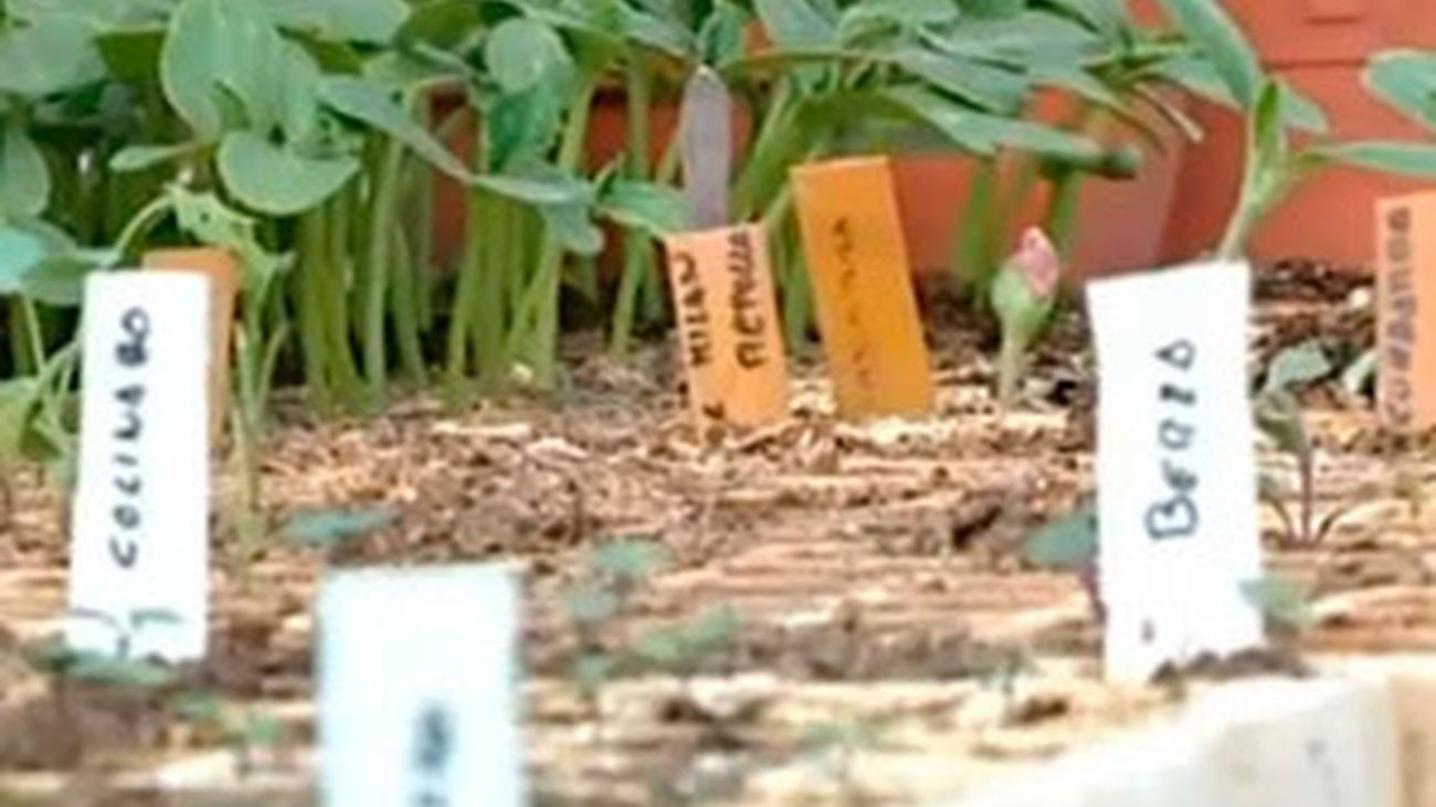 De nuestra huerta a la mesa