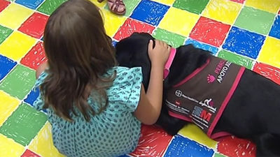 Perros adiestrados acompañarán en Madrid a menores involucrados en procesos judiciales