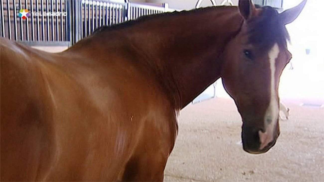 Los últimos caballos salvajes del mundo descienden en realidad de una especie adiestrada