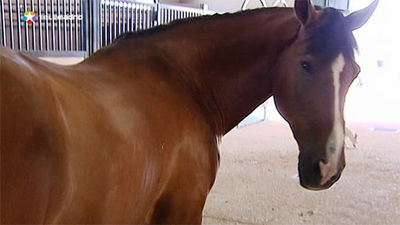 Los últimos caballos salvajes del mundo descienden en realidad de una especie adiestrada