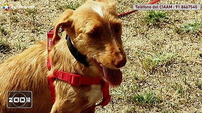 Adopción de 'perros invisibles'