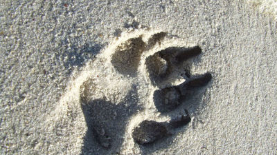 Más de 25.000 personas piden en la red playas "accesibles" para perros en España