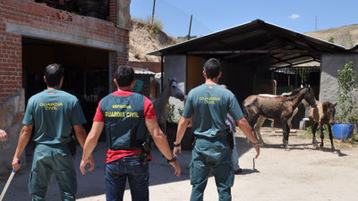Detenido en El Molar por maltratar a más de una treintena de caballos