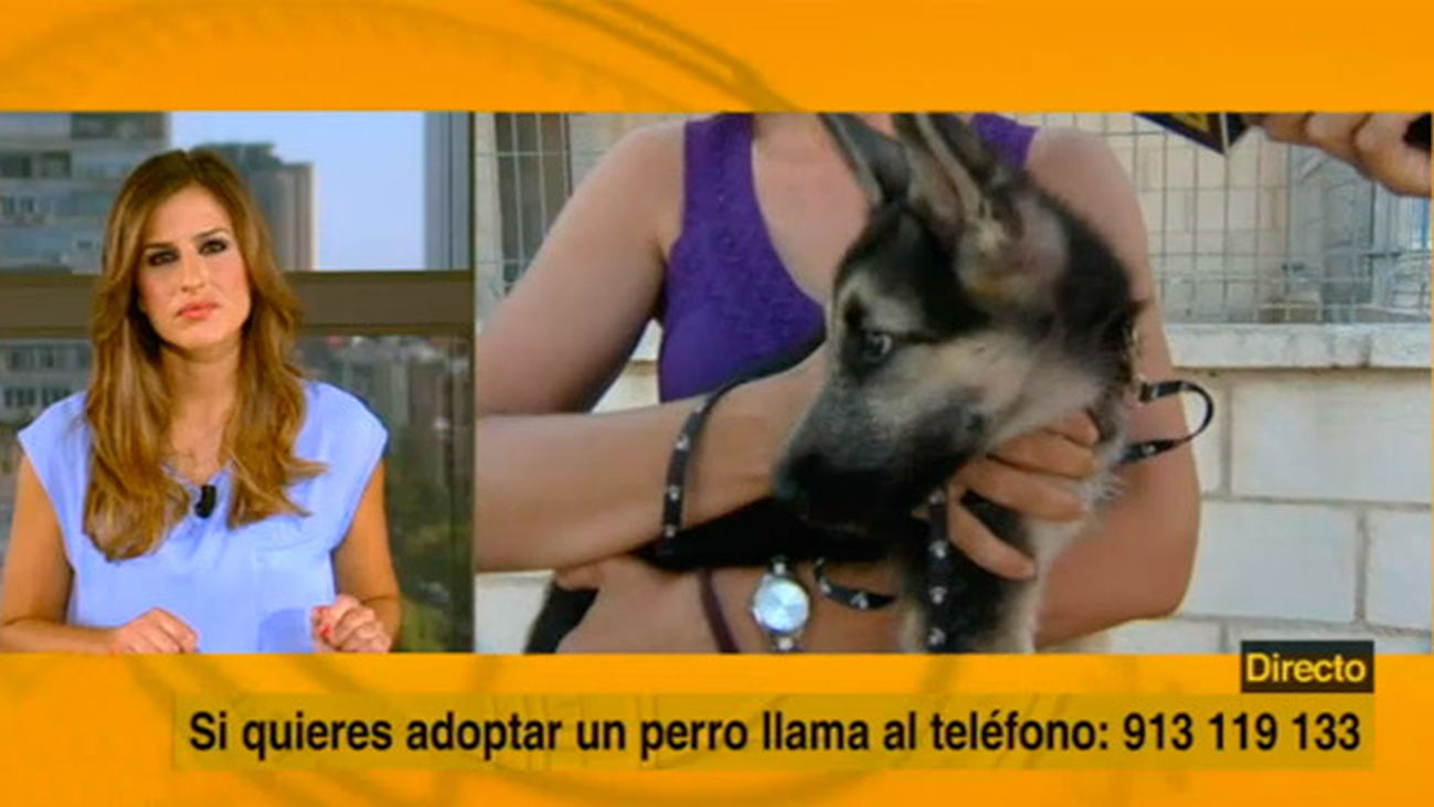 Los abandonos por vacaciones llenan los albergues para perros