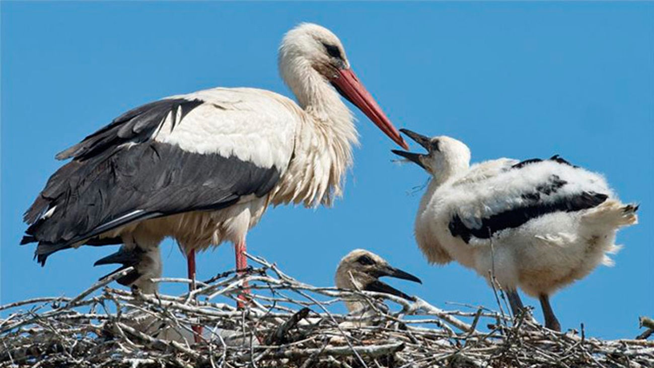 Alcalá de Henares: La ruta de las cigüeñas