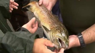 Un vertido de sosa cáustica mata  500 kilos de peces en el río Tea