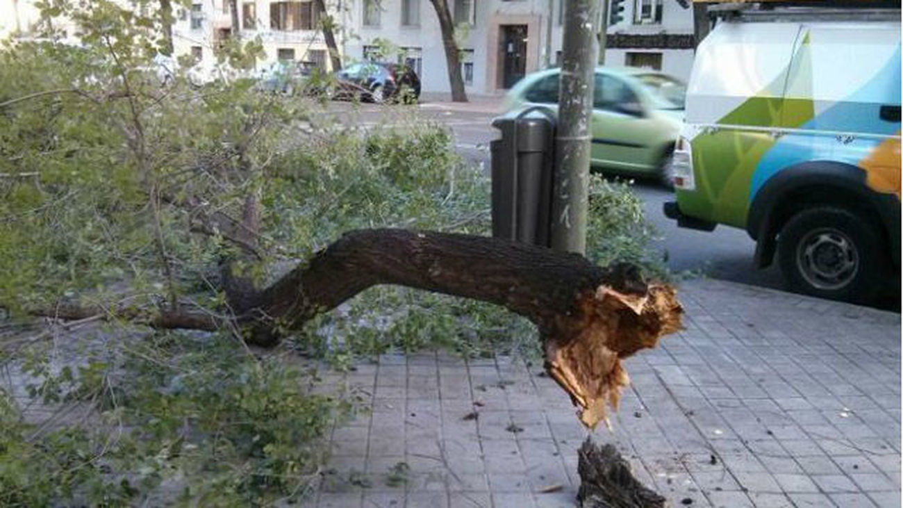 Caída de un árbol