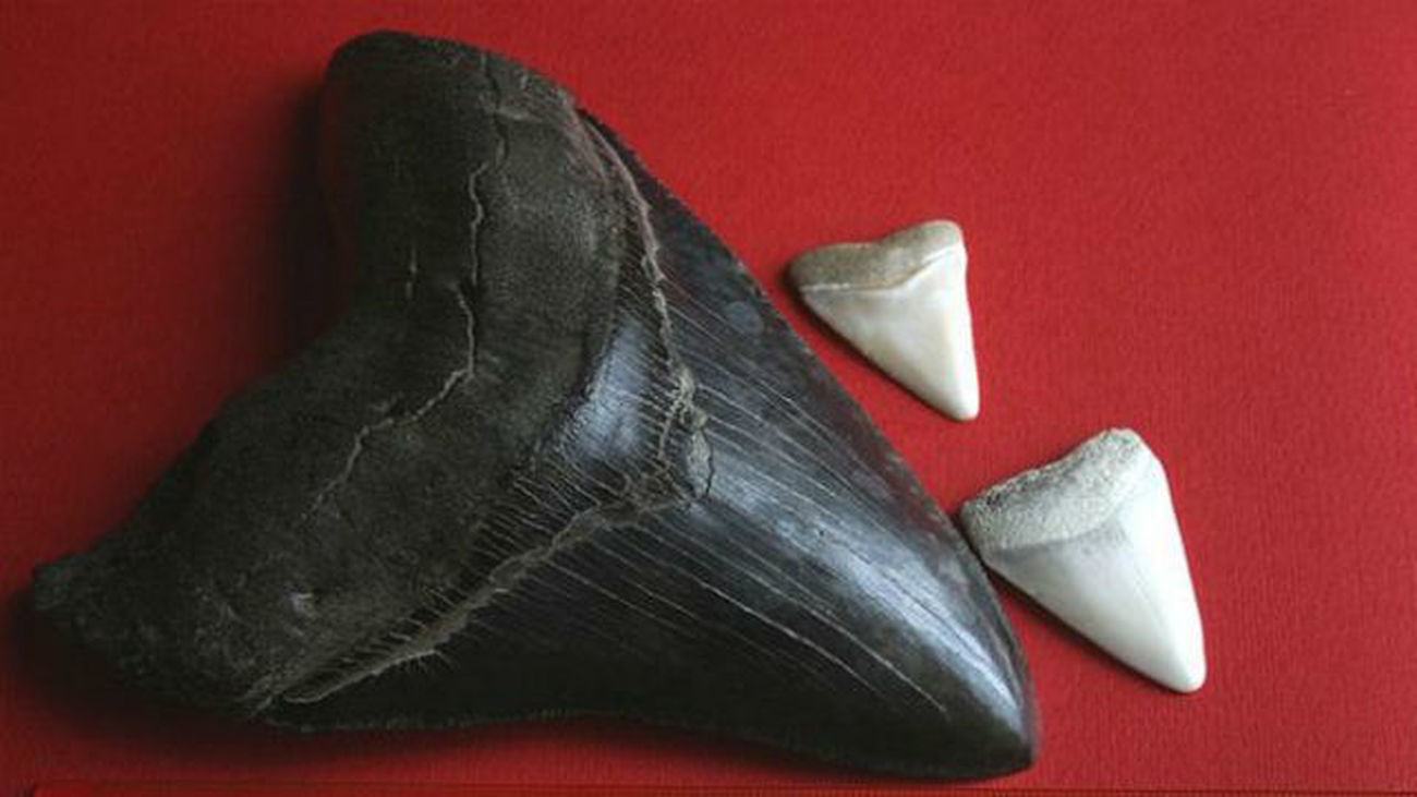 Un agricultor de Huelva halla un diente de tiburón de hace 6 millones de años