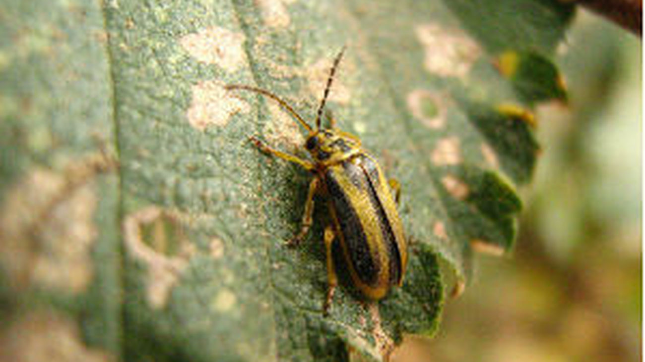 Insectos, la dieta ideal para animales y ¿humanos?