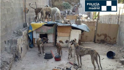 La Policía Municipal rescata ocho galgos desnutridos y mal cuidados en la Cañada Real