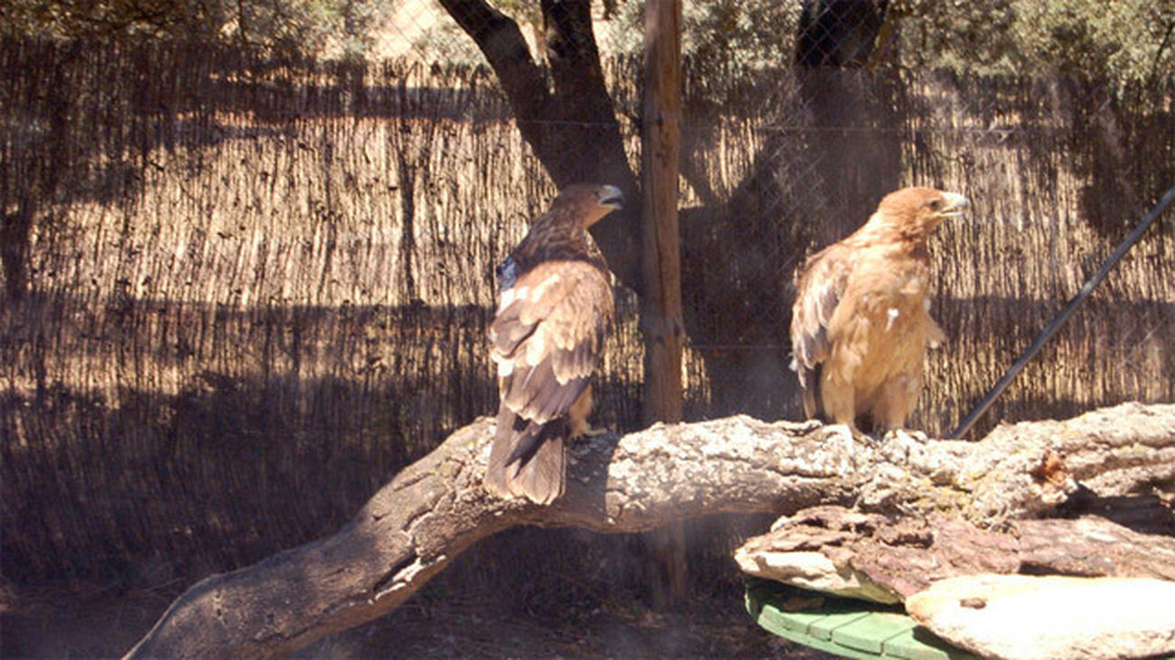 Hospital de fauna de GREFA