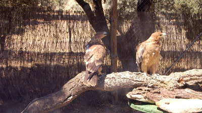 El hospital de fauna de GREFA ha atendido a cerca de 3.700  animales en 2014