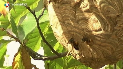 Una mujer muere tras sufrir 30 picaduras de avispas asiáticas