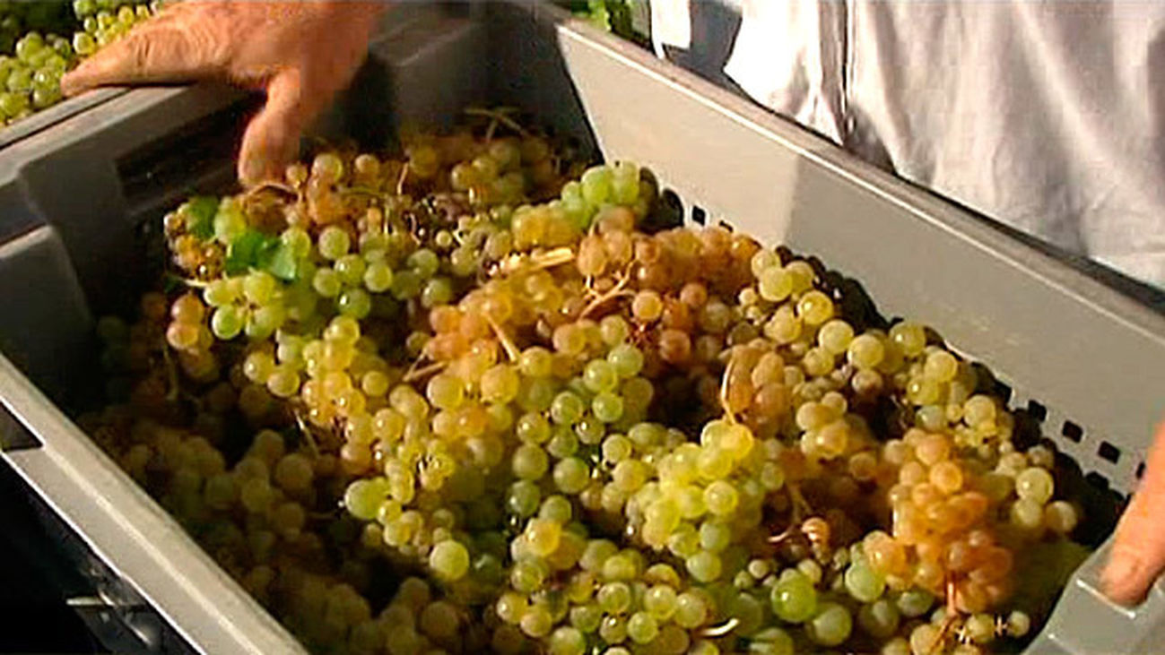 Comienza la vendimia en Madrid
