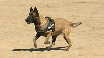 Valdemoro da los primeros pasos para crear una unidad canina dentro de su Policía Local