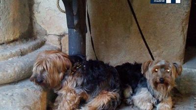 La Policía Municipal recupera una cacatúa y dos perros Yorkshire en las calles madrileñas