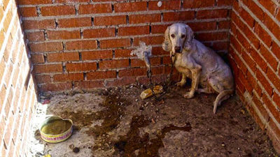 Descubren más de 50 perros famélicos y dos muertos en  Villa del Prado