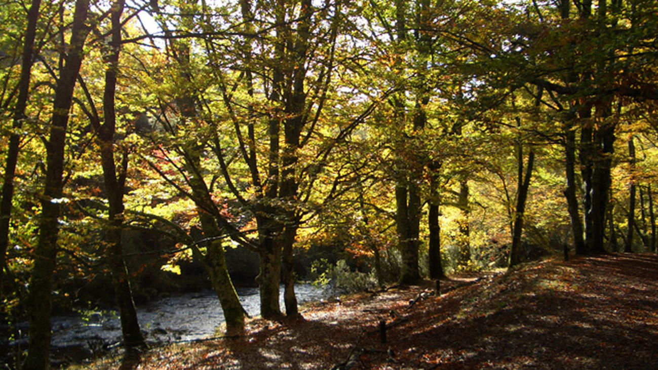 El hayedo de Montejo cumple 40 años como sitio de interés natural nacional