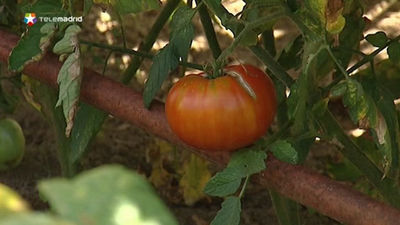 Colmenar Viejo celebra un concurso para degustar los mejores tomates de sus huertos