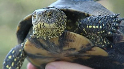 Comienza un estudio para mejorar la población del galápago europeo en la región