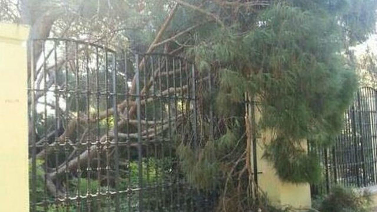 Cae otro árbol en El Retiro, sin causar heridos