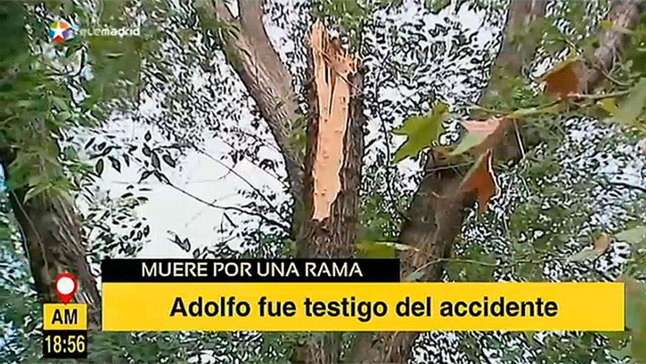 ¿Por qué se caen los árboles en Madrid?