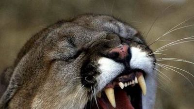 Matan a puma salvaje que atacó a un niño en California