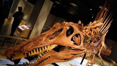 Hallan restos de un depredador mayor que el T. Rex y que sabía nadar