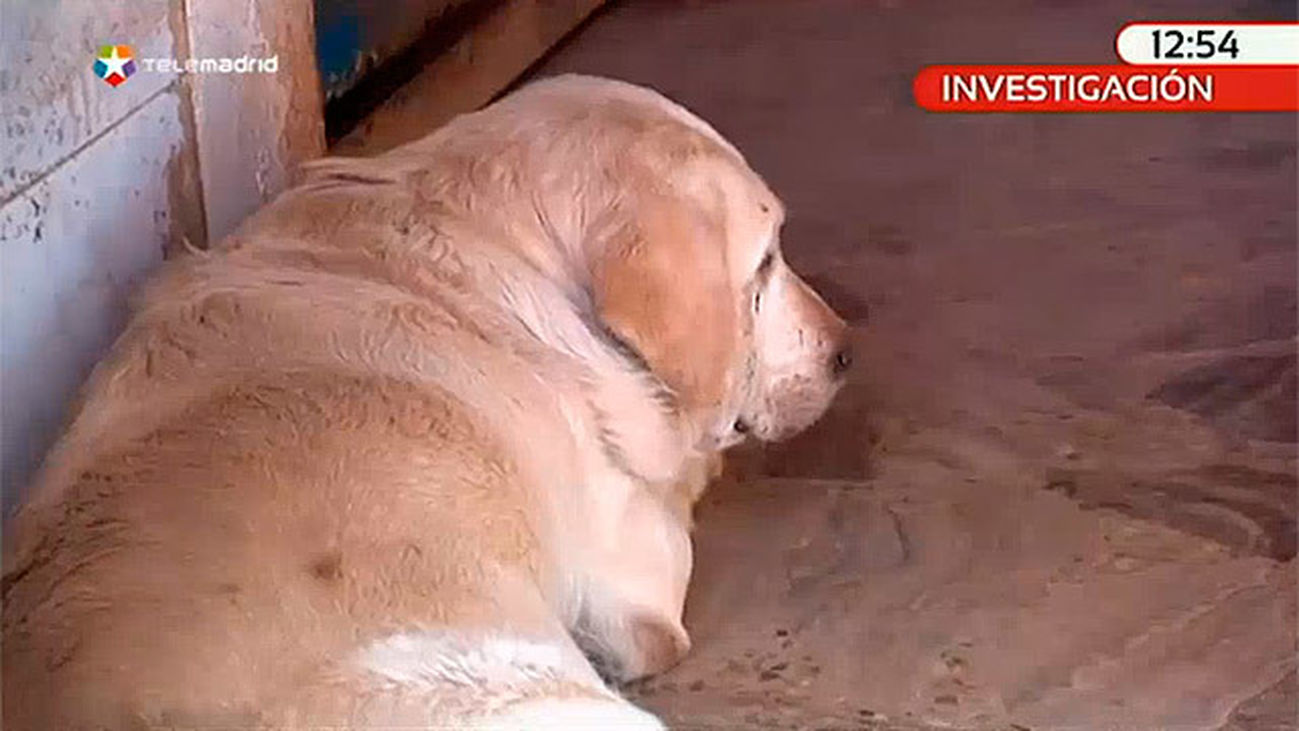 Contra el maltrato animal