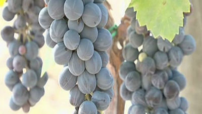 Las ventas de vino con Denominación  de Origen de Madrid aumentan un 12,7%