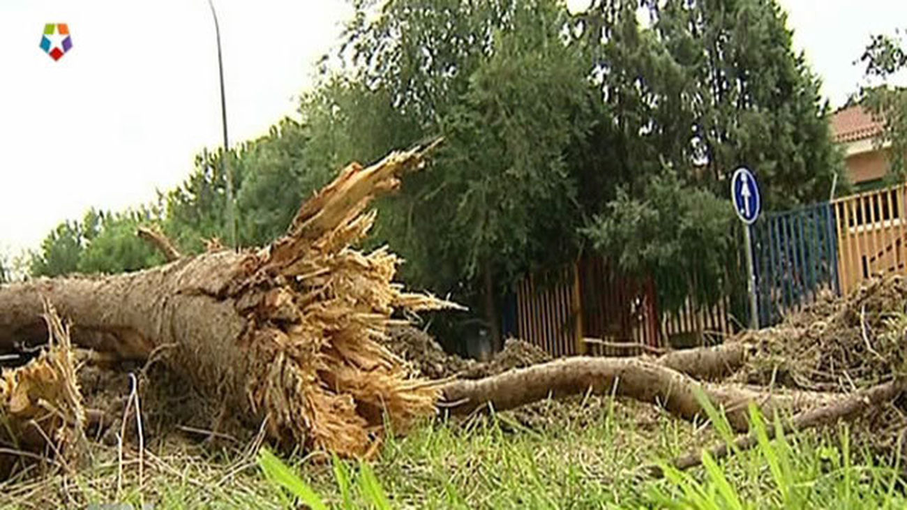 Dos árboles caen en Juan Esplandiu sin dejar heridos