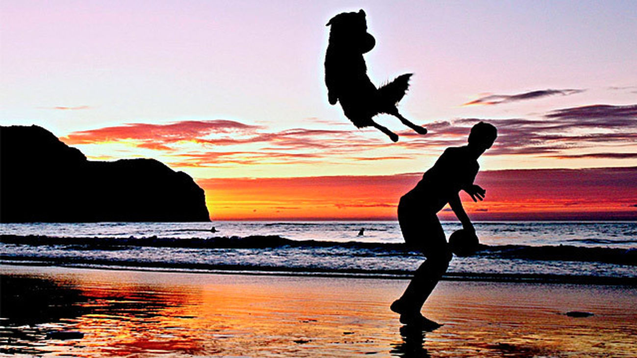 Disc Dog, una modalidad deportiva para perros y amos