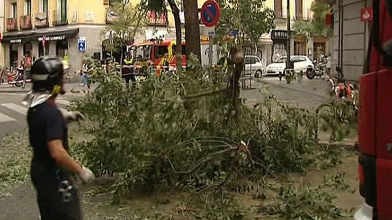 Cae una rama de un árbol en una calle del barrio de Salamanca sin causar heridos