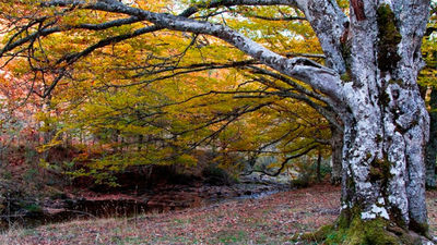 Actividades con motivo del XL aniversario de protección del Hayedo de Montejo