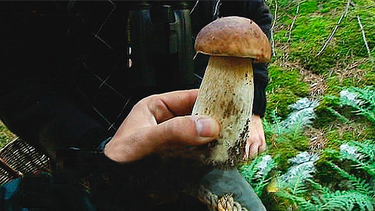 Las primeras setas de la temporada en Madrid