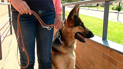 Los perros guía de la ONCE celebra 25 años