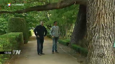 'Pantalones', un olmo centenario del Jardín Botánico, lucha contra el hongo de la grafiosis