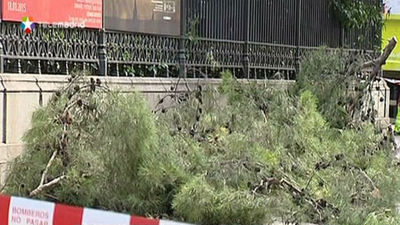 Un herido en Chamartín por la caída de una rama de un árbol