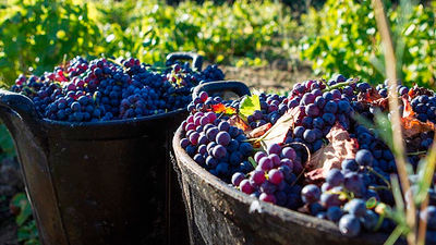 San Martín de Valdeiglesias: Ruta enológica por San Martín