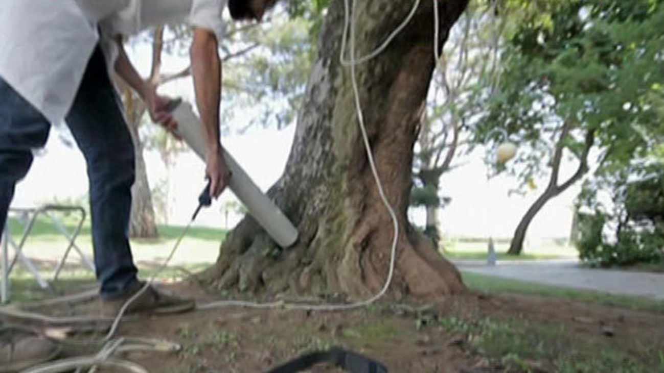 Un coordinador de jardinería vigilará el arbolado en cada distrito de Madrid